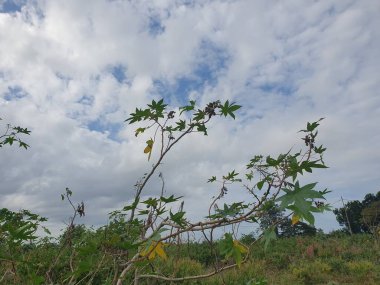 Güzel botanik fotoğrafı, doğal duvar kağıdı.