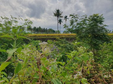 Sabah pirinç tarlası