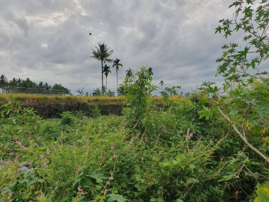 Köyün ortasında büyük bir ağaç olan güzel bir tarla görüntüsü. 