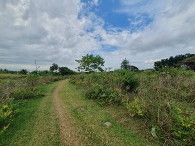 Ağacı ve tarlası olan güzel bir manzara.