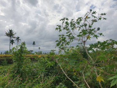 Gündüz vakti tarlada güzel bir ağaç görüntüsü.