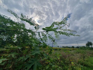 Bahçenin güzel manzarası 