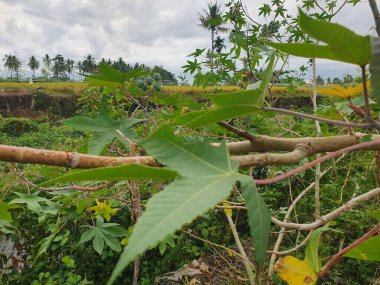 Bahçede yeşil yapraklar