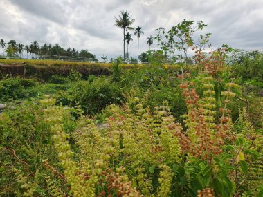 Bahçede yeşil yapraklar