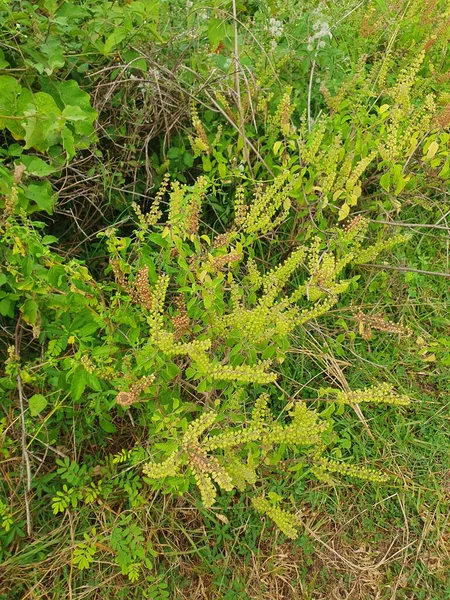 Bahçedeki yeşil çimenler