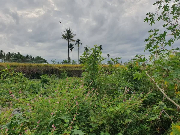 Köyün ortasında büyük bir ağaç olan güzel bir tarla görüntüsü. 