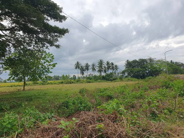 kırsal yeşil ağaçlar 