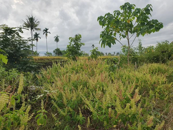yeşil bitkiler ve pirinç tarlası