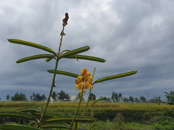 Bahçedeki güzel çiçekler