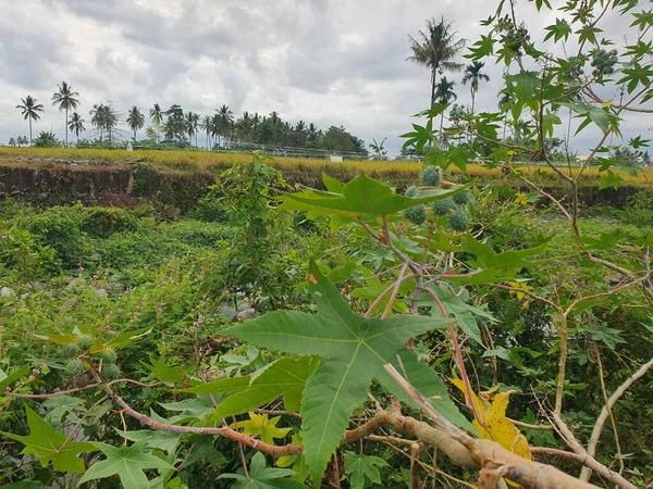 Köyde yeşil çimenler var. 