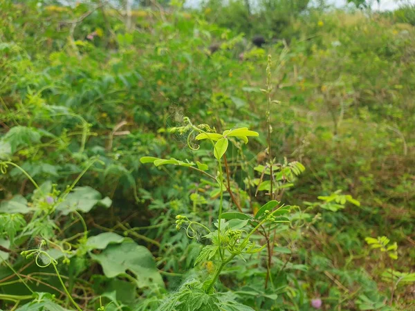 Yeşil yapraklar ve yeşil bitkiler 