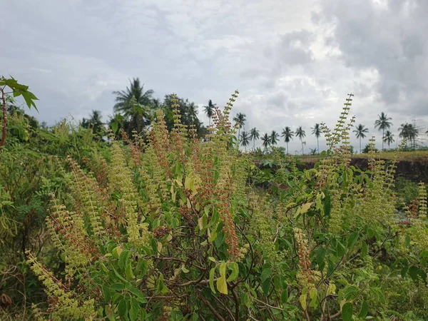 Köyde yeşil yapraklar 
