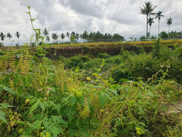 Yeşil çimenleri ve büyük bir ağacı olan güzel bir manzara.