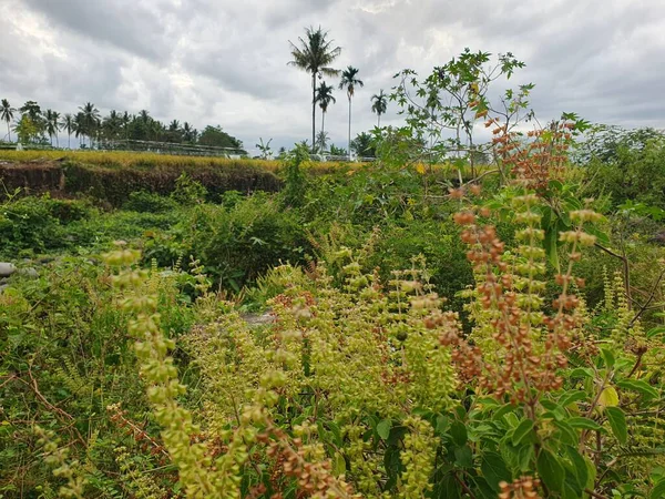 Bahçede yeşil yapraklar