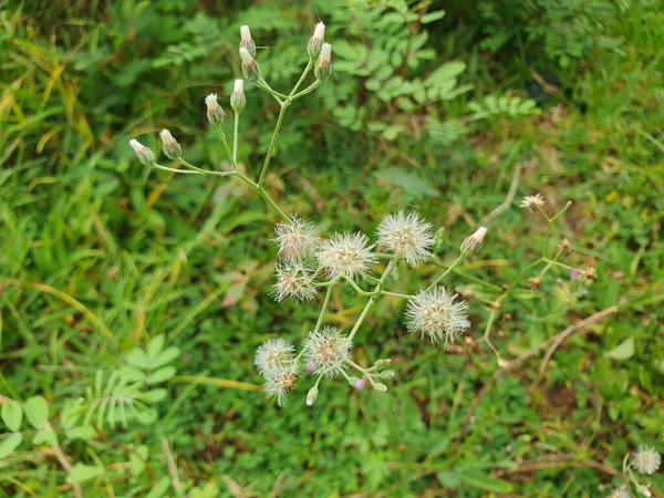 Güzel botanik fotoğrafı, doğal duvar kağıdı.