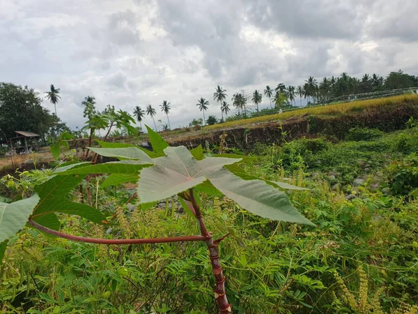 Bahçedeki yeşil bitki
