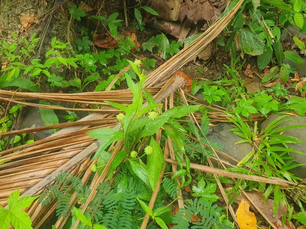 Bahçede yeşil yapraklar