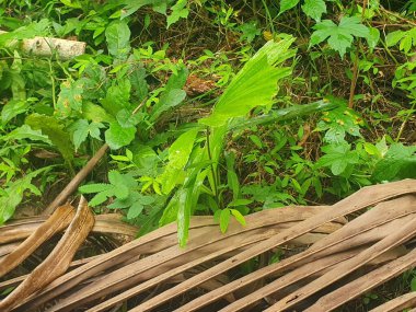 Güzel botanik fotoğrafı, doğal duvar kağıdı.