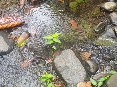 yeşil yapraklar, bitkiler ve yapraklar