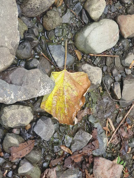 Yerdeki sarı yapraklar