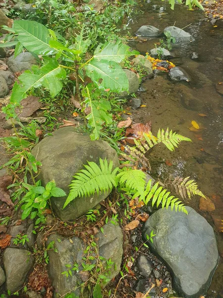 Ormanda güzel bir şelale