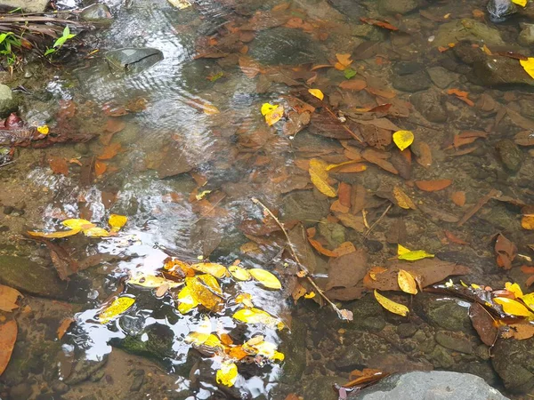 nehir Sonbahar sezonu