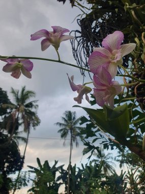 Güzel botanik fotoğrafı, doğal duvar kağıdı.