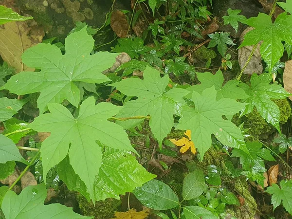 Sonbahar yaprakları, sonbahar bitkileri