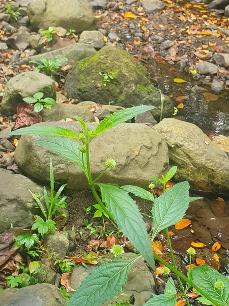 Köydeki güzel şelale 