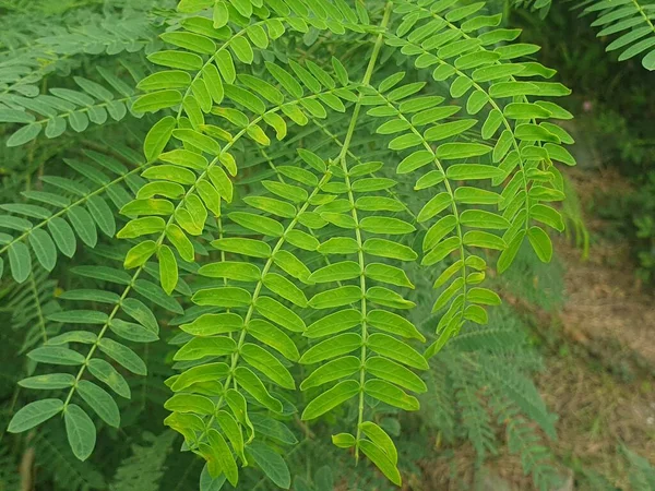 Bahçedeki bir ağacın yeşil yaprakları