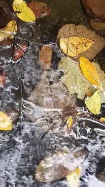 Su akıyor, sarı yapraklar ve taş 