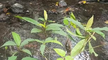 Ormanda yeşil yapraklar