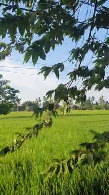 Yeşil pirinç tarlaları kırsal kesimde