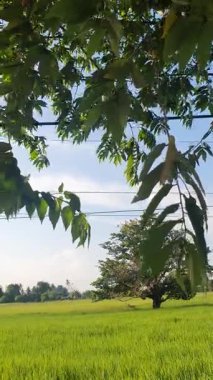 Kırsal alanda yeşil alan