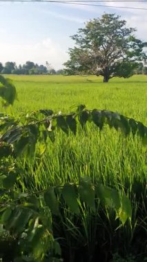 Pirinç tarlası ve mavi gökyüzü