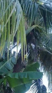 Rüzgarla savrulan yeşil yapraklar