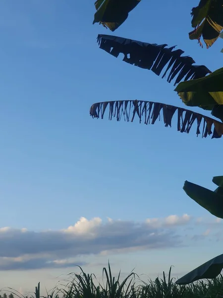 Güzel botanik fotoğrafı, doğal duvar kağıdı.