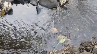 Ormanda küçük bir nehir.