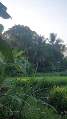 Kırsalda bir palmiye ağacı 