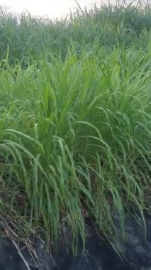 Pirinç tarlasının manzarasını kapat