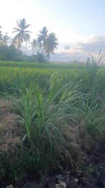 Rüzgarla savrulan yeşil yapraklar