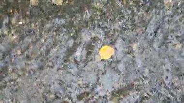 Sonbahar yaprakları, sonbahar bitkileri