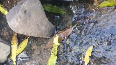 Ormandaki nehrin güzel manzarası