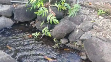 Ormanda güzel bir şelale