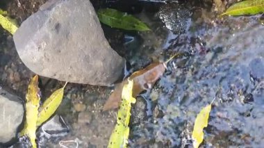 Küçük taşları olan bir ormanda, beyaz suyu olan güzel bir nehre yakın bir yer.