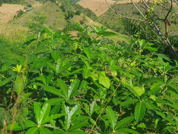 Bahçede yeşil yapraklar 