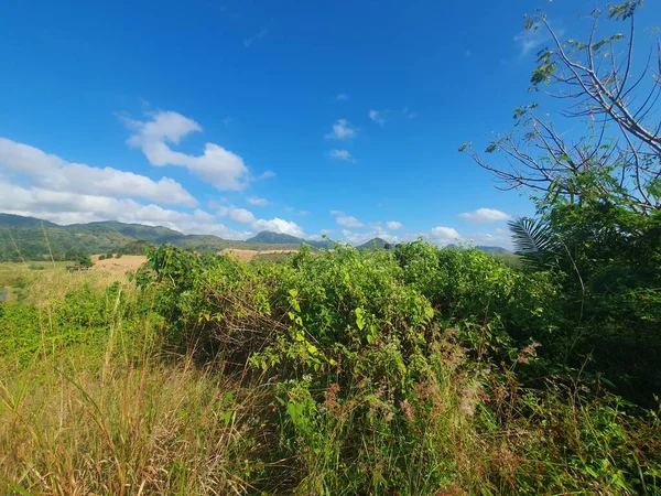 Ağacı ve dağı olan güzel bir manzara.