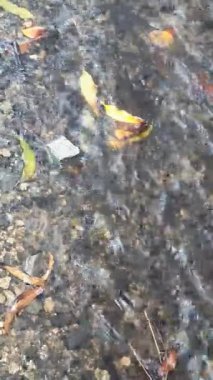 Doğanın güzel manzarası