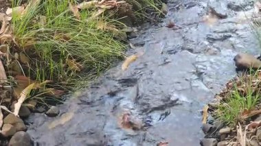 Ormandaki nehrin güzel manzarası