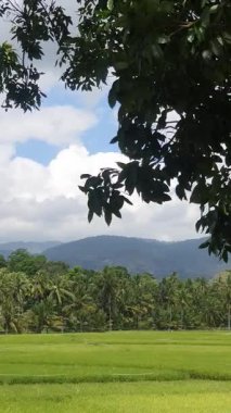 Sabah yeşil pirinç tarlası